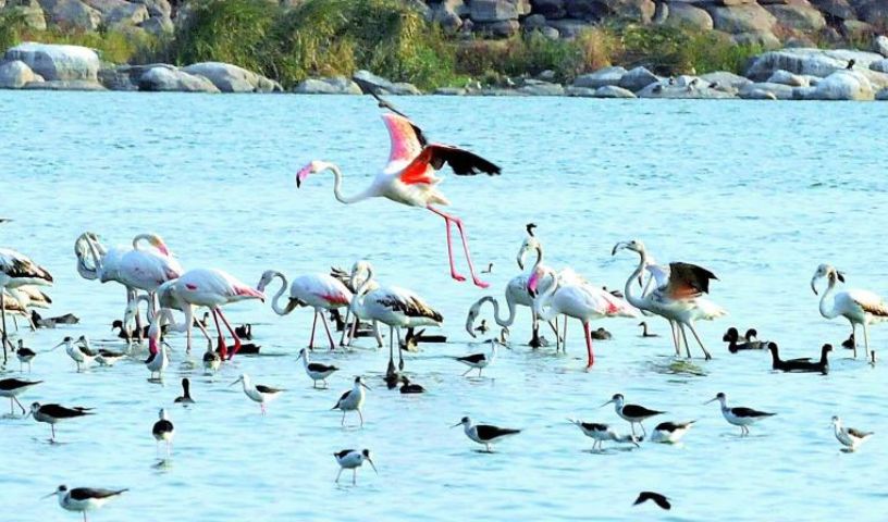 Flamingos Vanish from Telangana Lakes Due to Beautification